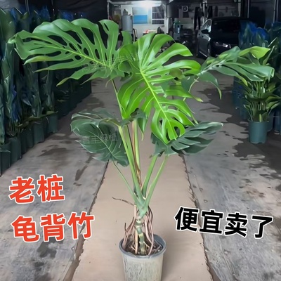 龟背竹老桩龟背竹盆栽室内好养客厅阳台大型绿植花卉水培植物大叶