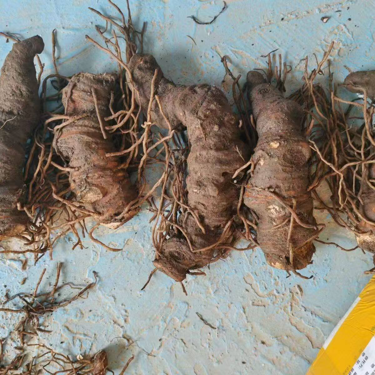 云南新鲜重楼七叶一枝花