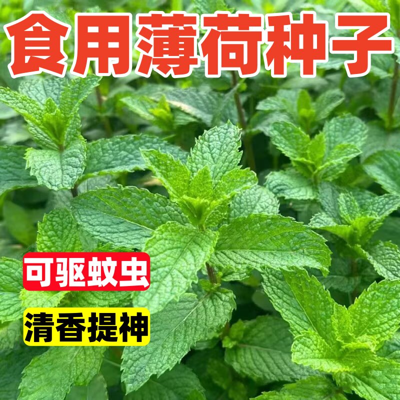 食用薄荷种子驱蚊草阳台庭院室内花盆种植花卉香草植物花卉庭院高