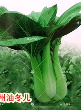 杭州油冬儿青菜种子 鲜嫩可口小白菜种子 阳台庭院菜地露地蔬菜籽