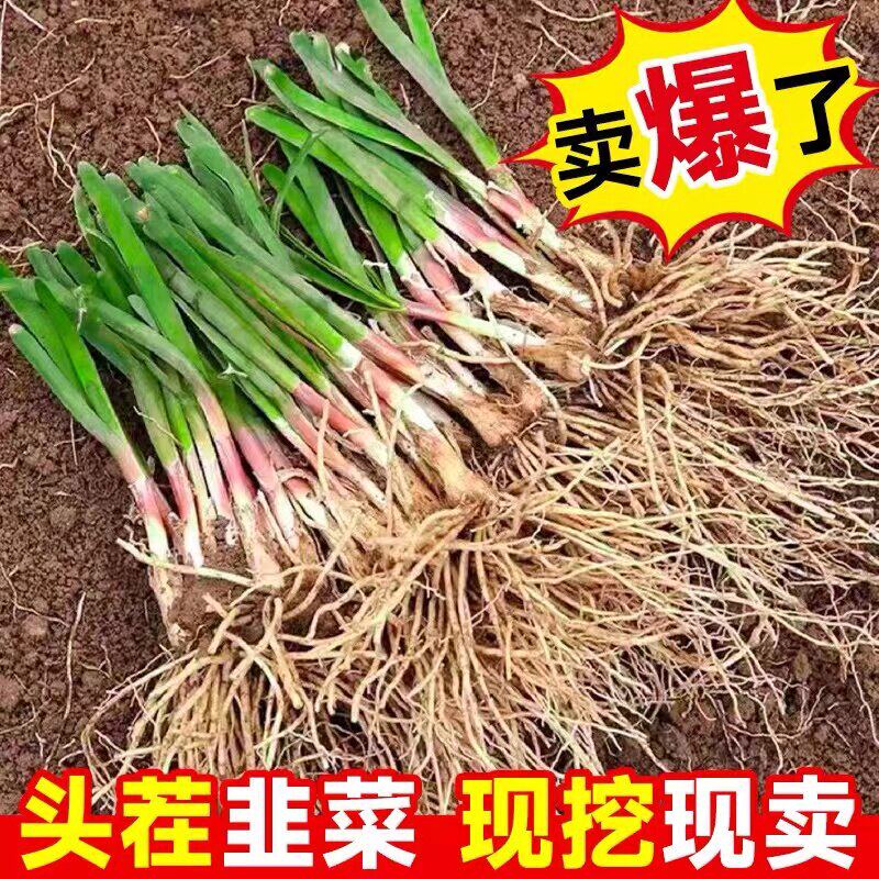 韭菜根苗紫根现挖韭菜根四季宽叶阳台韭菜种子包邮新鲜韭菜根庭院