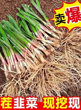韭菜根苗紫根现挖韭菜根四季宽叶阳台韭菜种子包邮新鲜韭菜根庭院