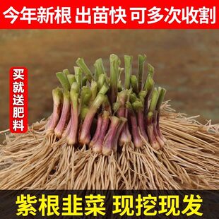 韭菜根苗现挖宽叶紫根韭菜苗紫红根四季阳台盆栽种菜籽耐寒蔬菜苗