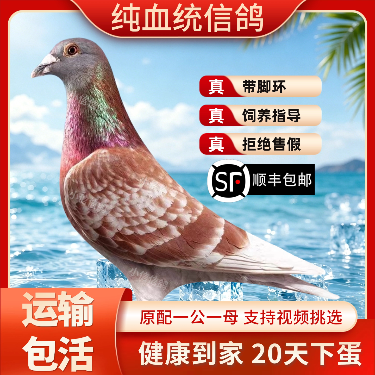 鸽子活一对信鸽赛鸽鸽子小鸽活物幼鸽活体原配种鸽血统公棚成绩鸽