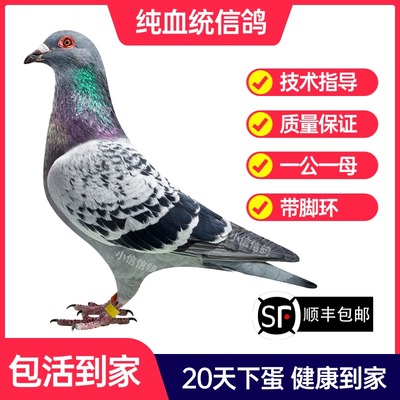 雨点鸽子活一对成绩鸽信鸽赛鸽鸽子原配种鸽小鸽活体幼鸽血统鸽