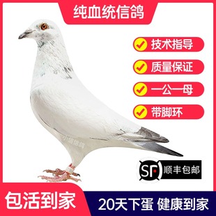 苍白骑士鸽子活一对成绩鸽信鸽赛鸽鸽子原配种鸽小活体幼鸽血统鸽