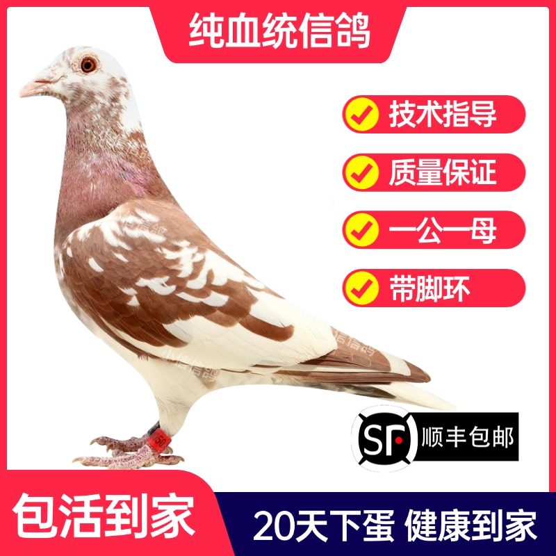 火凤凰鸽子活一对成绩鸽信鸽赛鸽鸽子原配种鸽小鸽活体幼鸽血统鸽