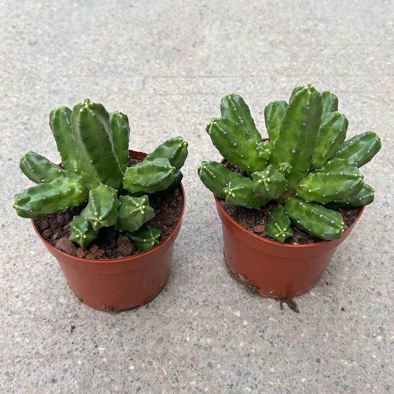 桃太郎仙人球群生多头好养活仙人掌类植物盆栽室内阳台开花 - 实物图