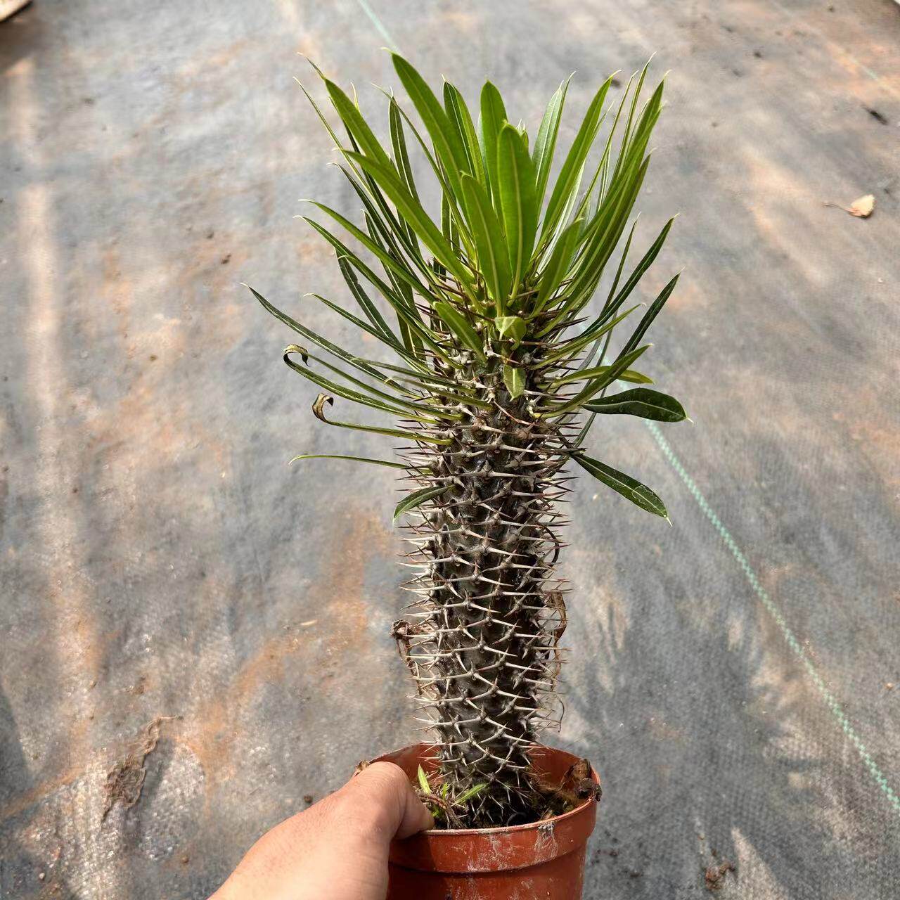 大型沙漠植物非洲霸王树仙人掌棒棰树喜阳耐旱易养绿植多肉盆栽