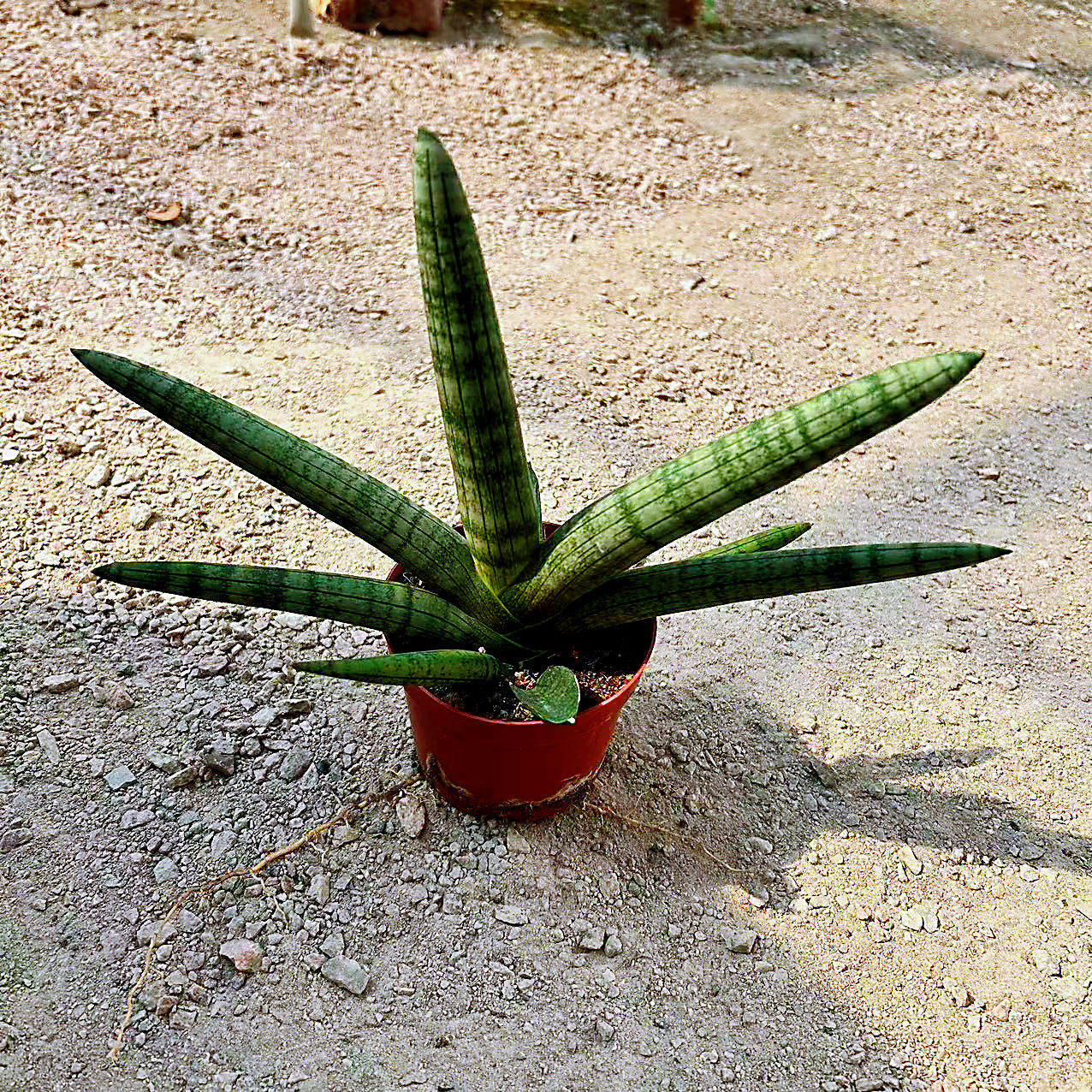 佛手虎皮兰虎尾兰多肉植物室内新手懒人好养好解压防辐射绿植花卉
