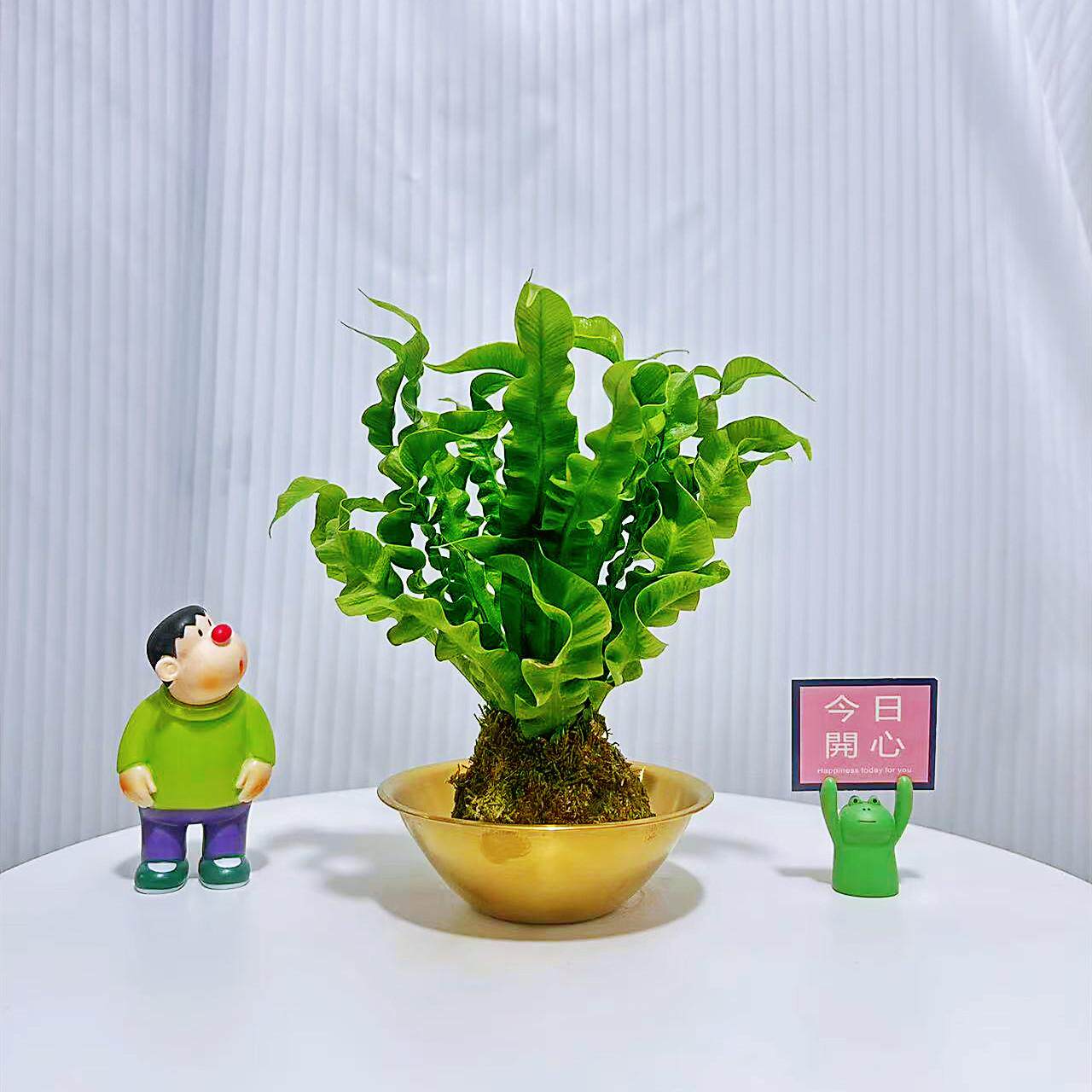鸟巢蕨室内绿植吸甲醛净化空气