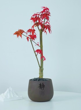 红色枫叶盆栽室内桌面绿植含盆净化空气好养活设计感装饰喜庆植物