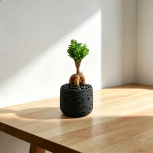 姬红小松块根迷你小树造型有根块新手桌面易养番杏科多肉植物盆栽