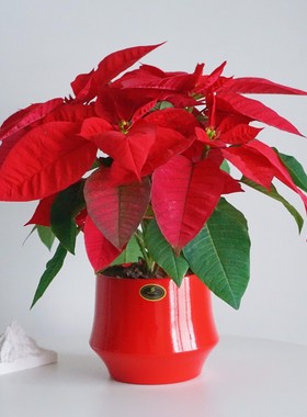 红色一品红盆栽室内绿植含盆净化空气办公室桌面装饰易养护喜庆花