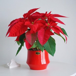 红色一品红盆栽室内绿植含盆净化空气办公室桌面装饰易养护喜庆花
