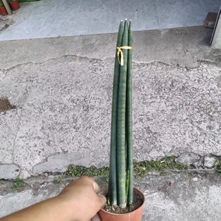 佛前香棒叶虎尾兰盆栽客厅办公室观叶植物圆叶盆景奇趣花房礼物花