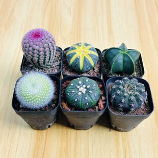 瑞昌玉红太阳仙人球多肉植物组合套餐星兜新手好养会开花室内桌面