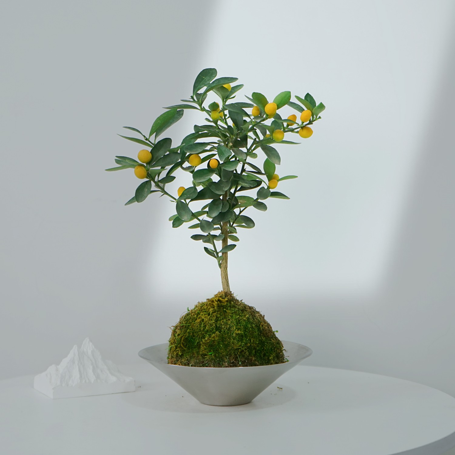 小金豆树苔藓球盆栽带果绿植