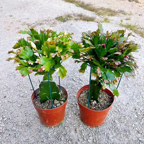 蟹爪兰盆栽嫁接带根多色花苗四季绿植花卉植物室内螃蟹爪开花好养