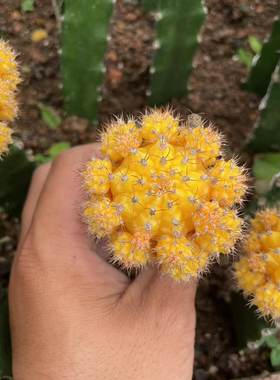 黄牡丹仙人球嫁接三角钻木仙人掌多肉植物紫球彩带室内桌面
