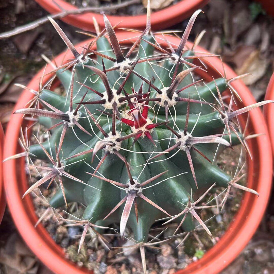 巨鹫玉仙人球硬刺狂刺仙人掌科室内植物盆栽花卉多肉富贵玉