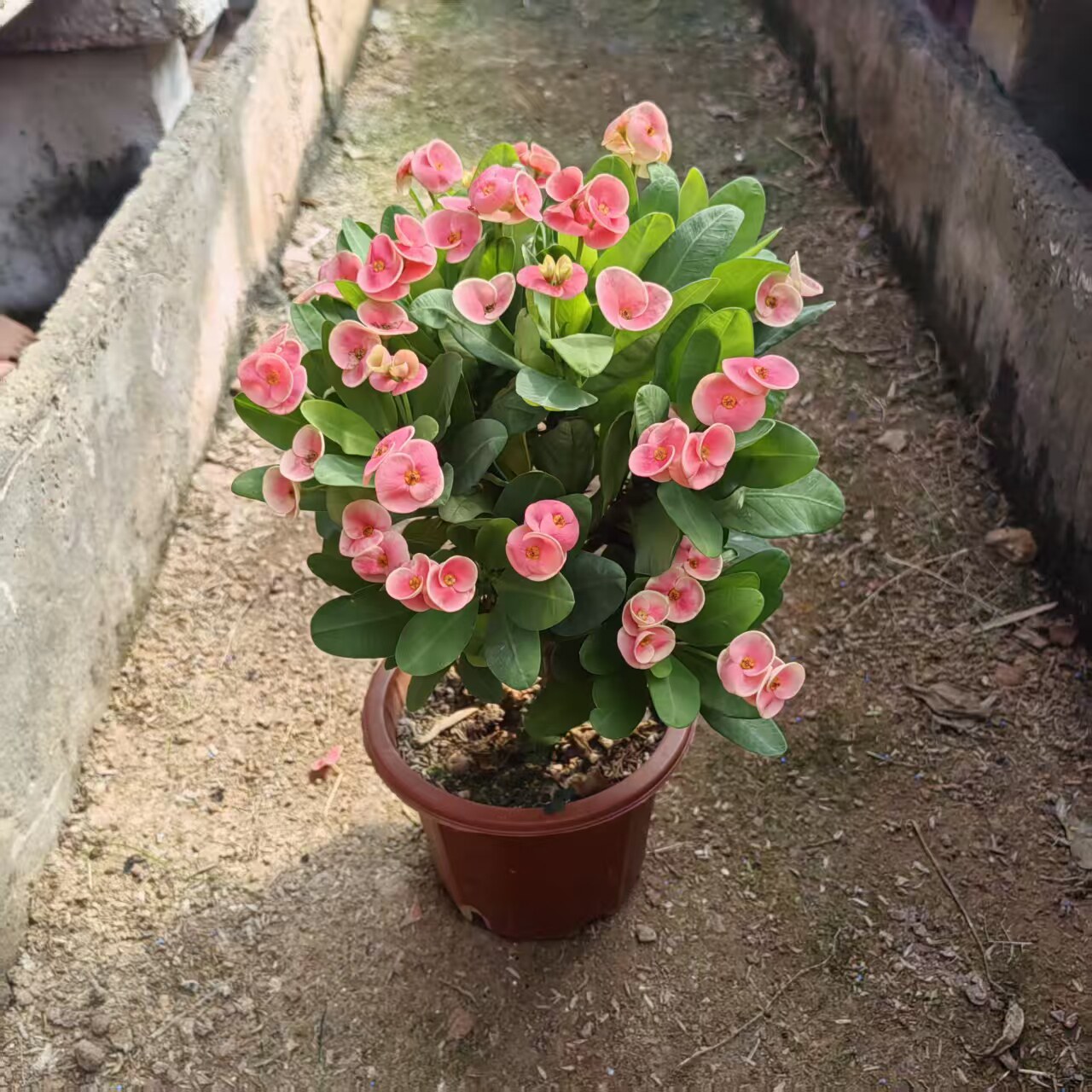 潘多拉铁海棠盆栽虎刺梅带花苞