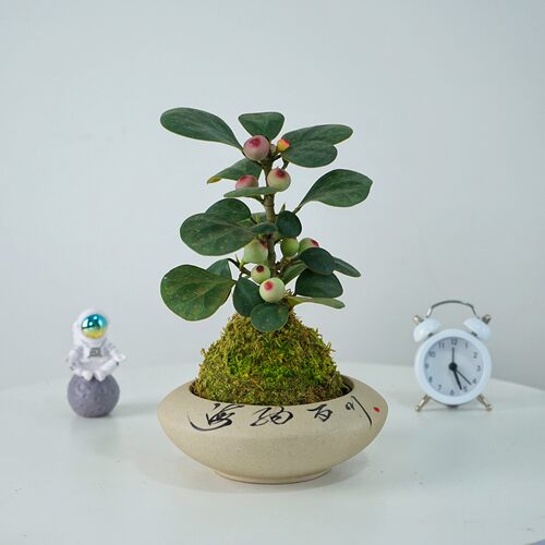 桌面苔藓球盆栽好养植物小盼菩提