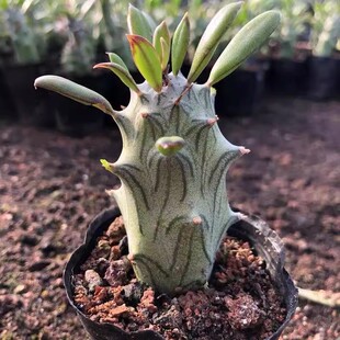 普西利菊不扎手会开花漂亮菊科无刺仙人柱室内客厅仙人球多肉植物