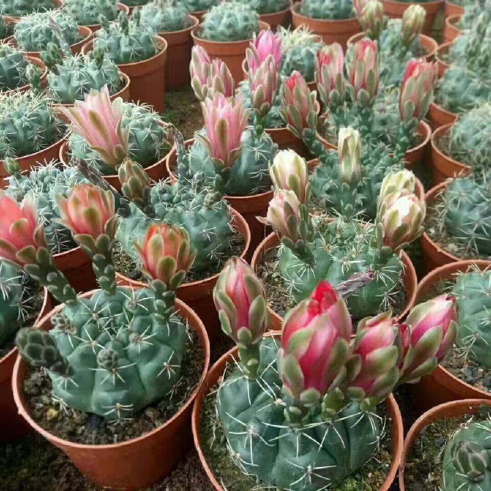 绯花玉仙人球会开花盆栽四季新手好活净化空气好解压书桌摆办公室,鲜花速递/花卉仿真/绿植园艺,多肉植物,淘宝优惠券,粉丝福利购,淘宝优惠卷