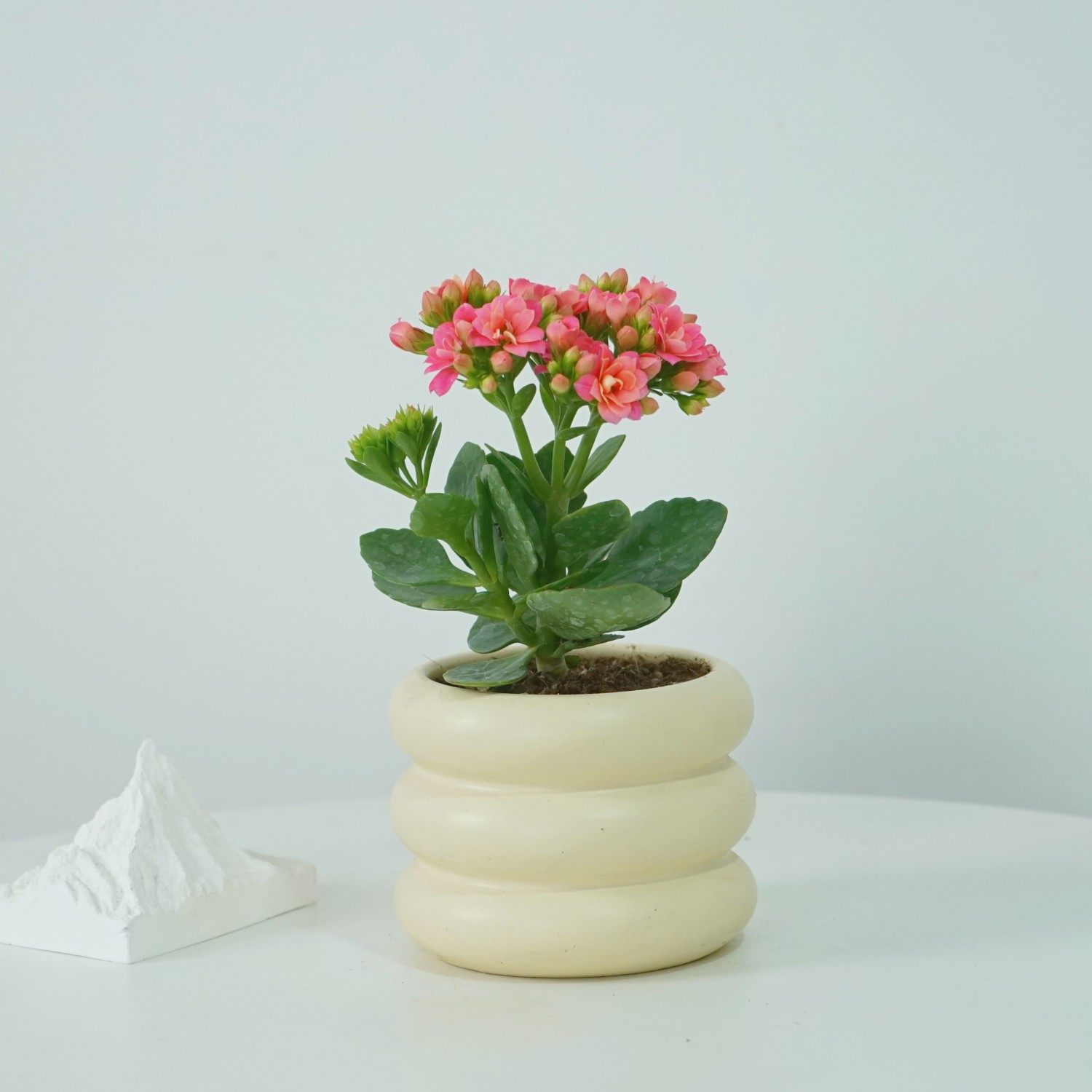 粉色长寿花盆栽室内桌面绿植带盆发货多肉植物工位装饰解压好养活,鲜花速递/花卉仿真/绿植园艺,多肉植物,淘宝优惠券,粉丝福利购,淘宝优惠卷