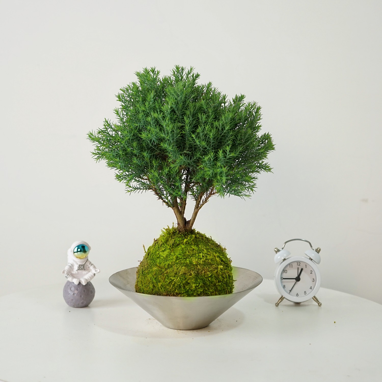 雾松苔藓球盆景树盆栽绿植