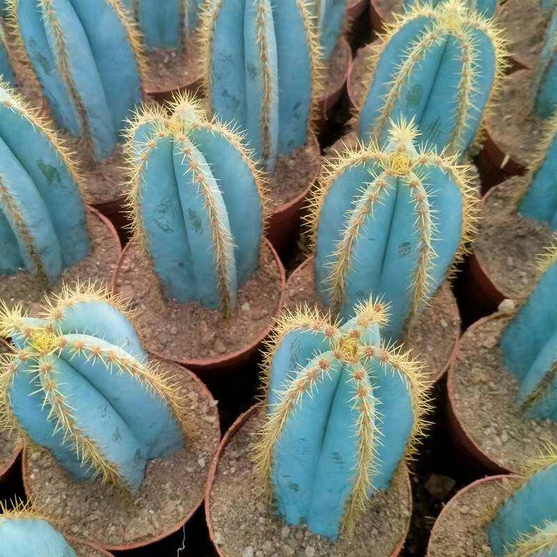 金青阁仙人柱自根仙人柱沙生植物阳台好养活耐旱创意仙人掌防辐射