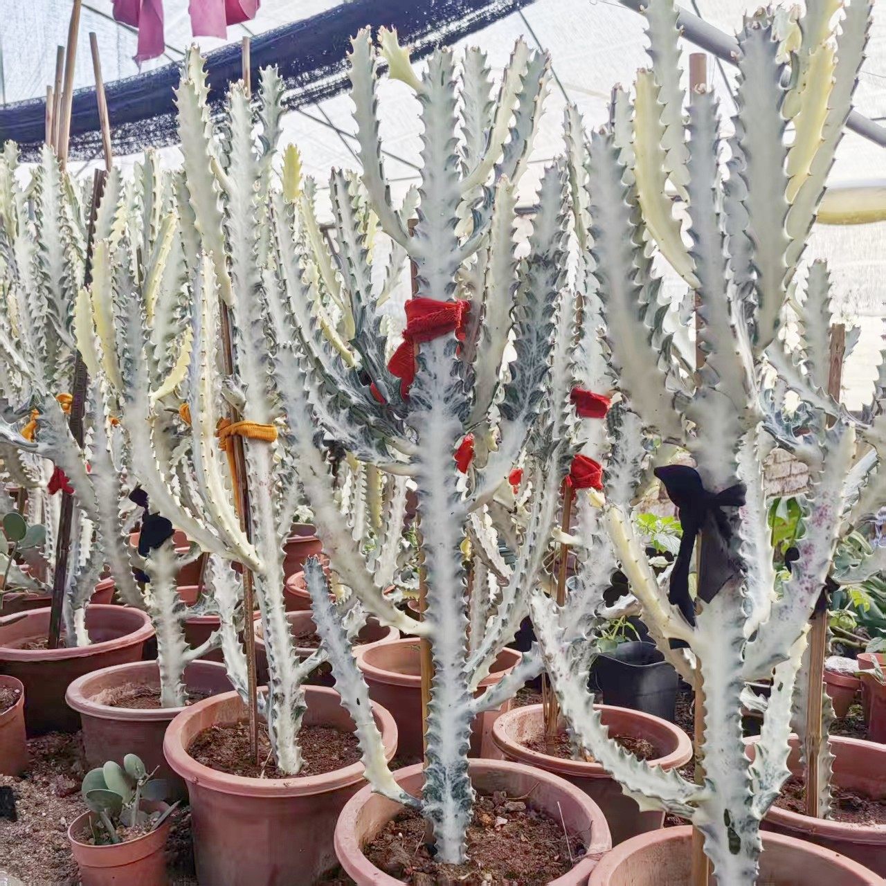 白龙骨仙人掌大戟科北欧风