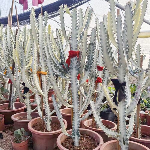 白龙骨仙人掌大戟科北欧风