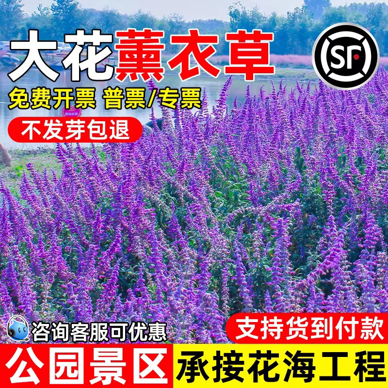 薰衣草花籽四季播种公园景区花海