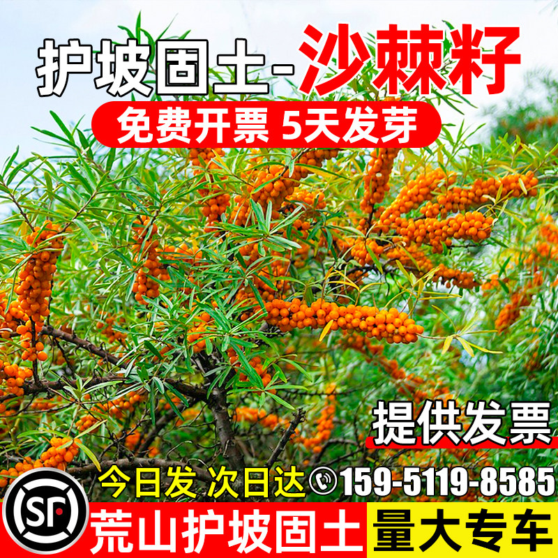 沙棘种子护坡固土草籽荒山绿化边坡复绿生态修复耐盐耐碱灌木种籽