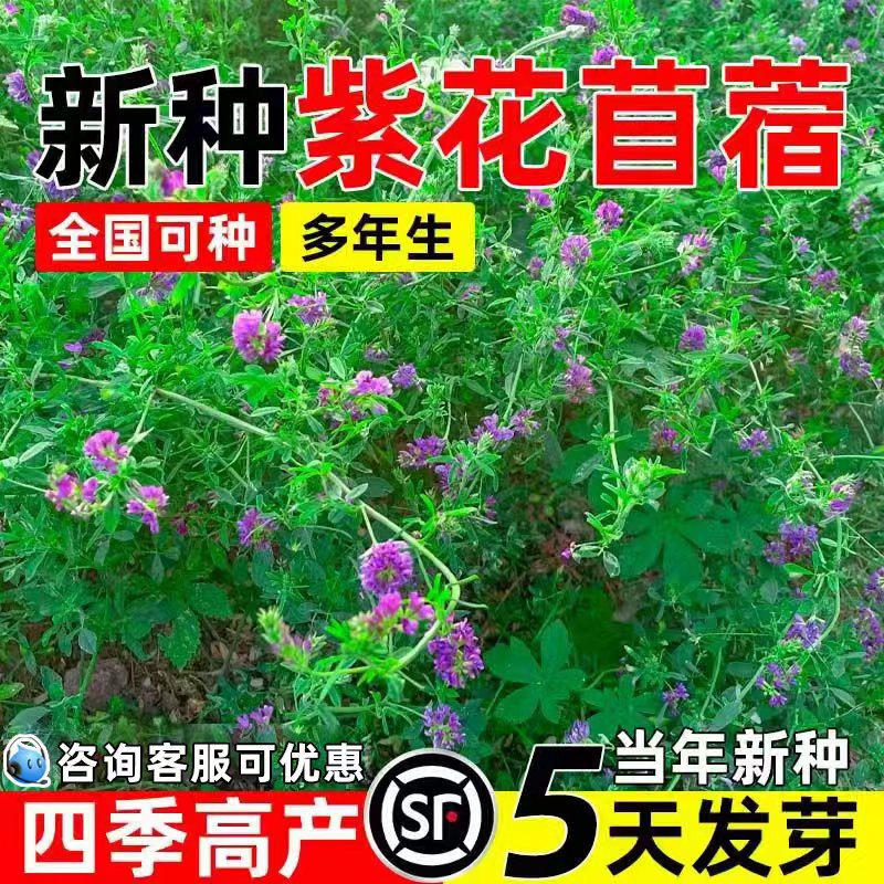 紫花苜蓿多年生牧草四季喂养