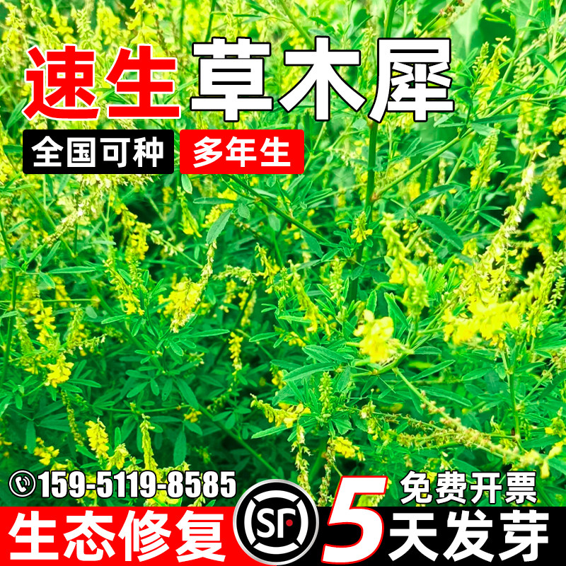 草木犀种籽四季高产多年生牧草种子生态修复畜牧养殖蜜源固氮草籽