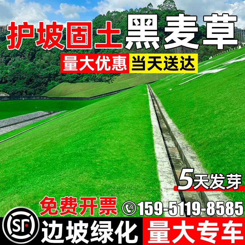 护坡固土黑麦草草籽堤坝护多年生