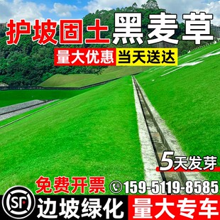 黑麦草草籽四季常青种籽护坡固土边坡复绿工程绿化多年生草坪种子