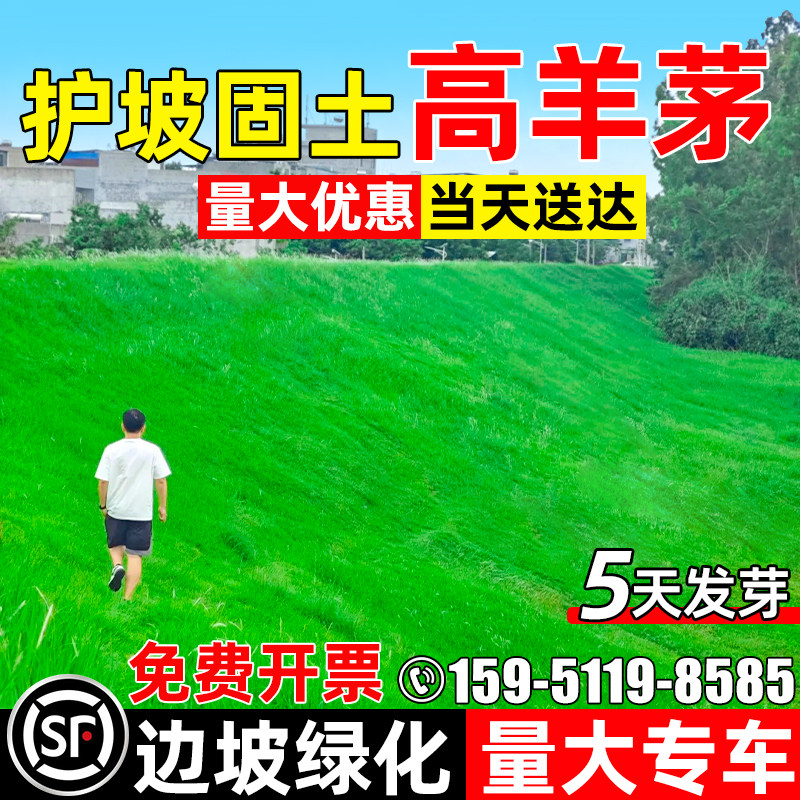 高羊茅草籽四季青免修剪护坡固土