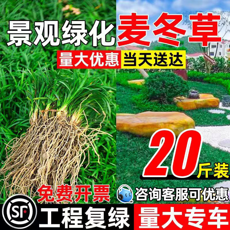 日本矮麦冬草玉龙草苗四季常青细叶麦冬草庭院别墅工程绿化沿阶草