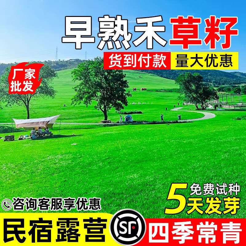 早熟禾草坪草籽民宿露营四季常青