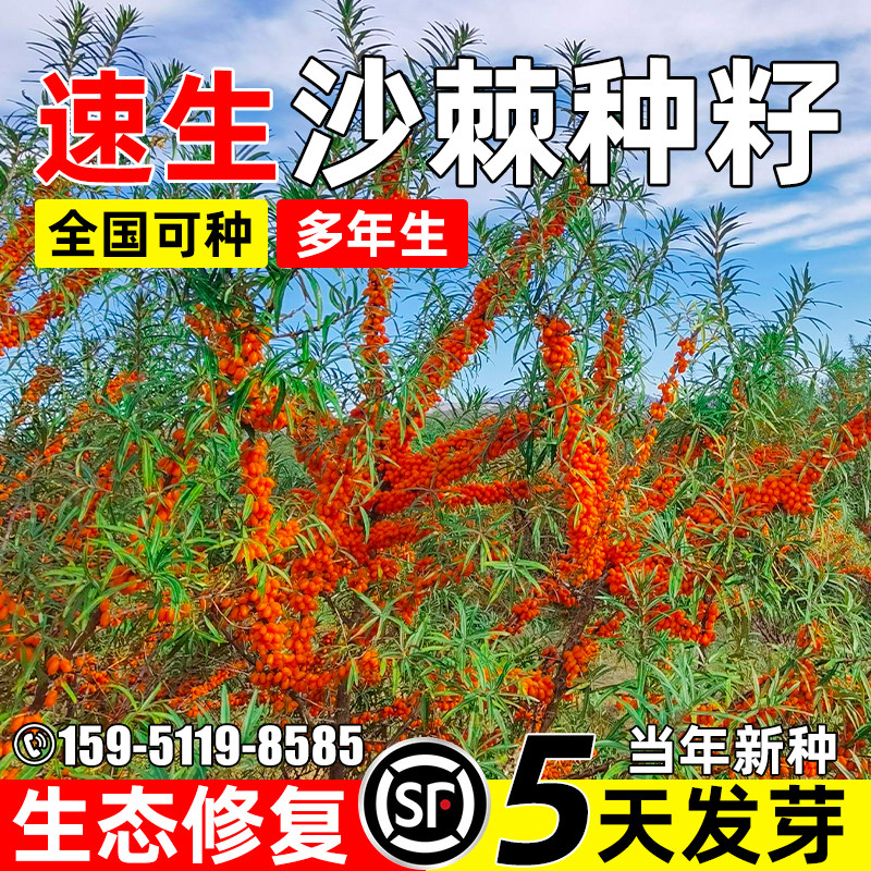 沙棘种子防风固沙生态复绿多年生