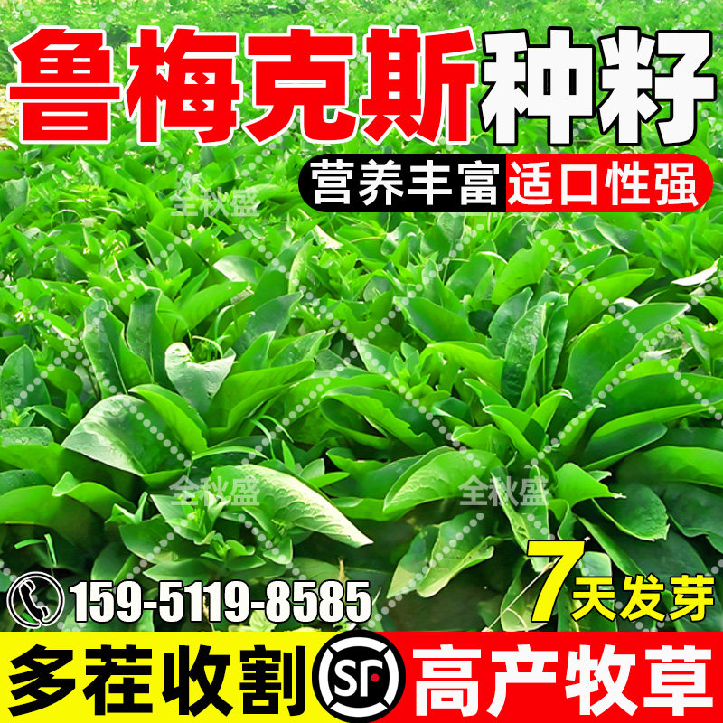 鲁梅克斯四季高产多年生多茬收割