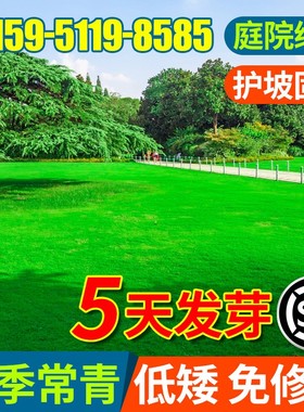 草坪草籽四季常青庭院矮生地毯草护坡狗牙根马尼拉绿化黑麦草种子