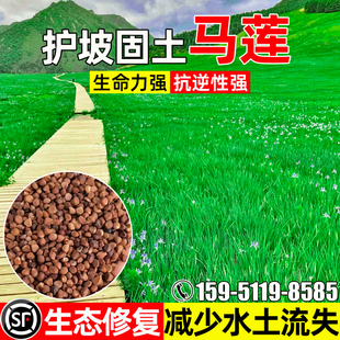 马莲花种子多年生护坡固土草籽生态修复水土保持绿化观赏花卉种籽