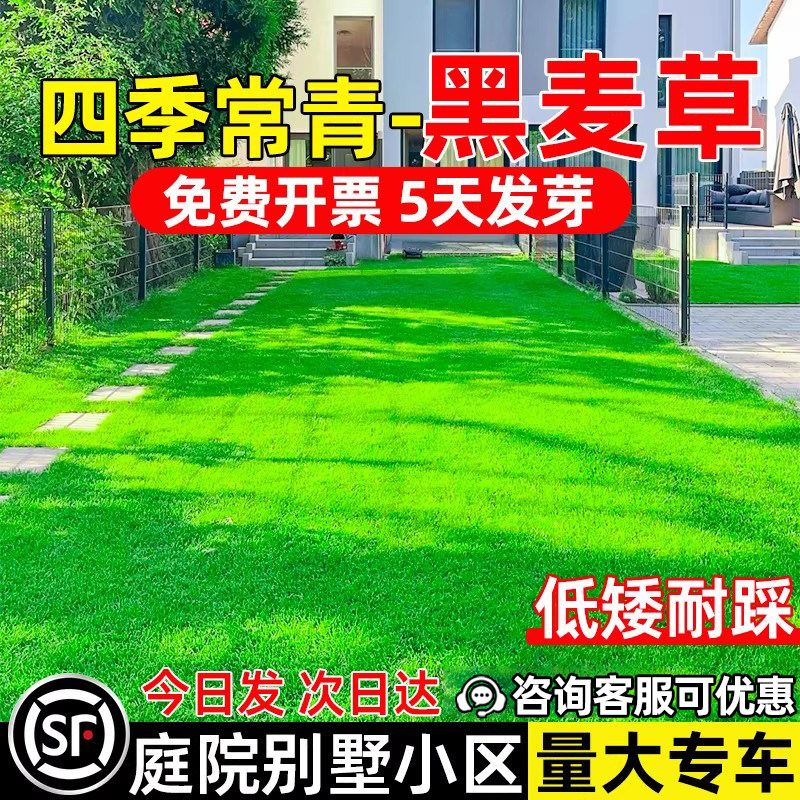 黑麦草免修剪庭院别墅四季青低矮