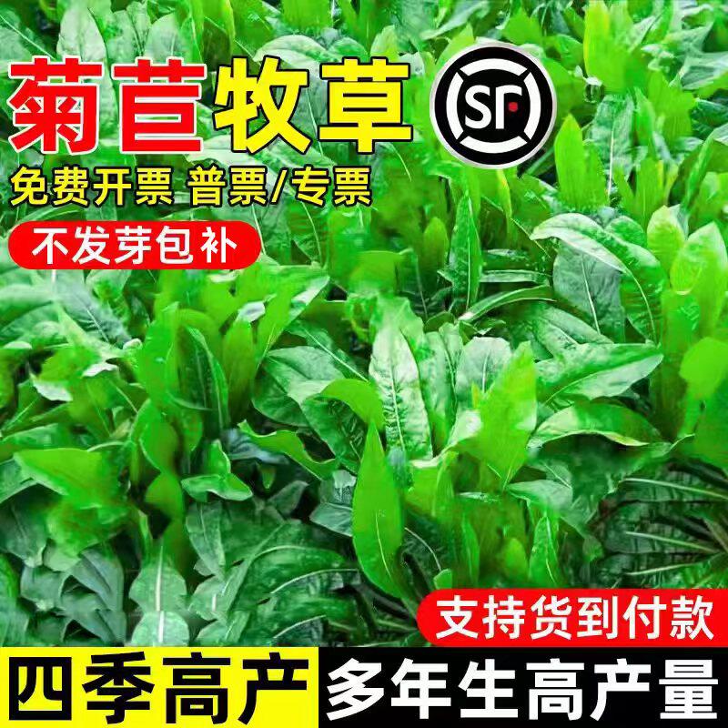 大叶将军菊苣种子四季高产多年生畜牧养殖高蛋白多茬收割牧草种籽