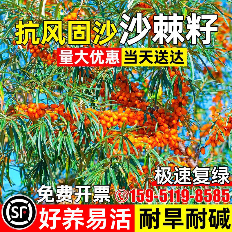 沙棘种子护坡固土耐盐耐碱草籽边坡复绿工程绿化抗风固沙灌木种籽